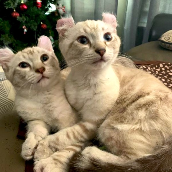 Meet your Posher, Alicia - Picture 1 of 1